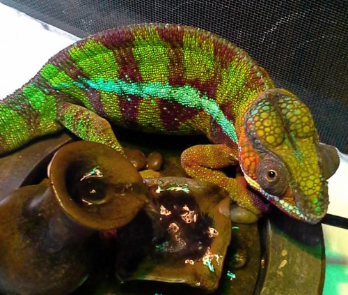 jethro small fountain.jpg