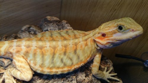DSC_0865.jpg