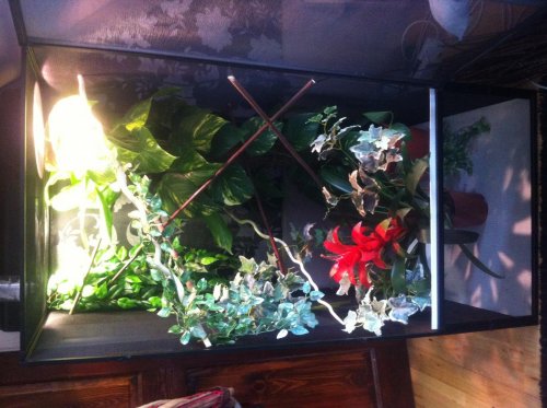 panther chameleon vivarium.jpg