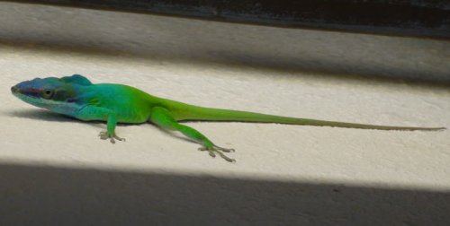 displayingmaleallisoni-1.jpg