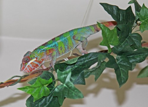slinky on fr 09may14.jpg