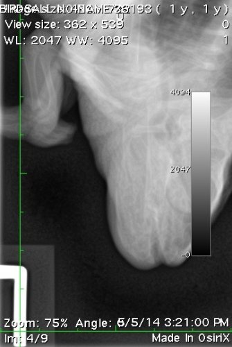 Xray Series3.0001.jpg