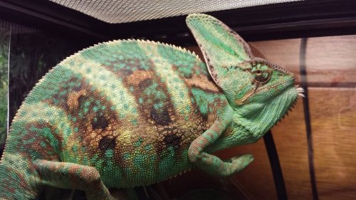 Loki1.jpg