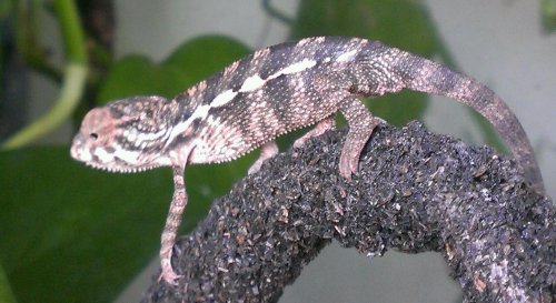 IMAG2130_1.jpg