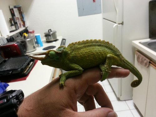 Rex closeup[1].jpg