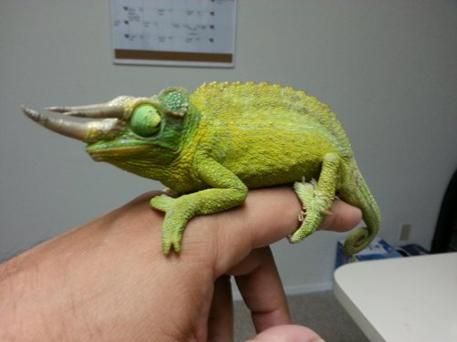 Rex closeup 2[1].jpg