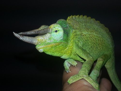 Rex closeup 3[1].jpg