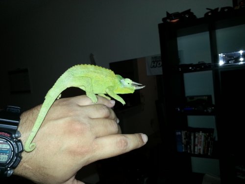 Rex on hand[1].jpg
