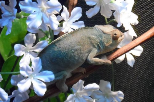 Pretty Siren's Song.jpg