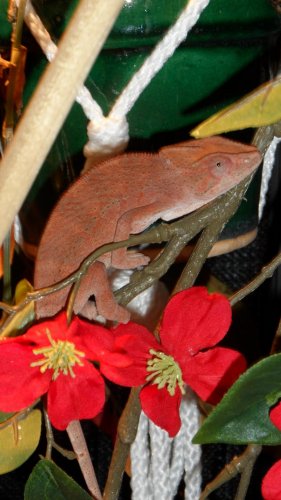 Blueberry Muffin.jpg