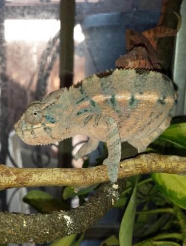 Blueberry Muffin cp.jpg