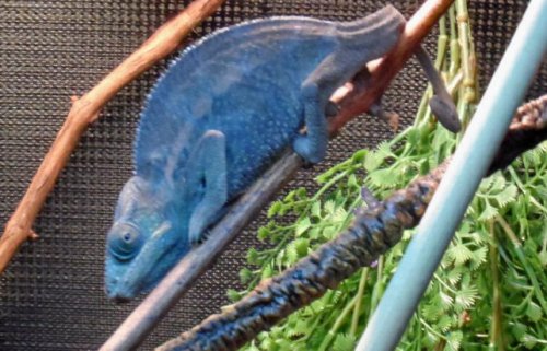 Indigo Vikings rz2.JPG