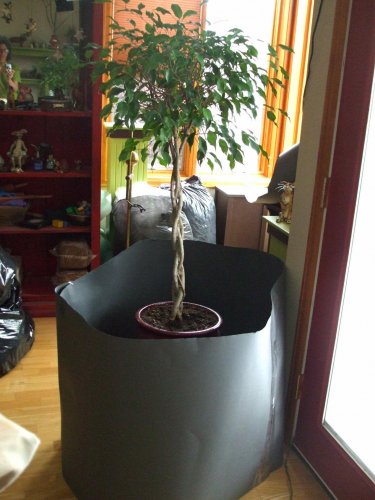 GrogTree.jpg