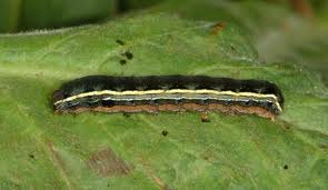 army worm1.jpg