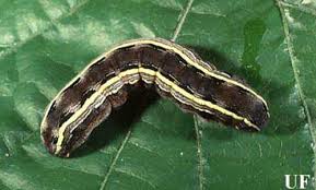 armyworm2.jpg