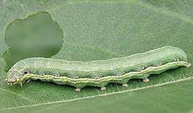 armyworm3.jpg