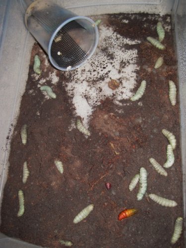 pupa 001.JPG