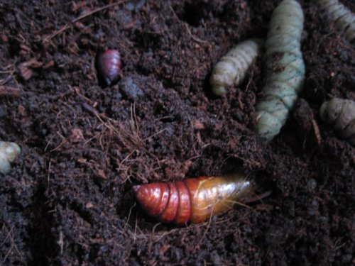 pupa 003.JPG