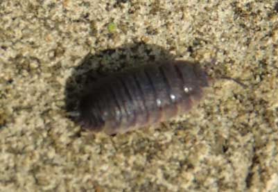 woodlouse-01.jpg