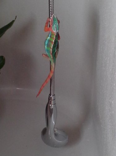 Memphis takes a shower.jpg