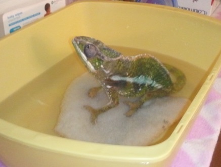 kabuki soaking 11 days.jpg kabuki soaking 11 days.jpg