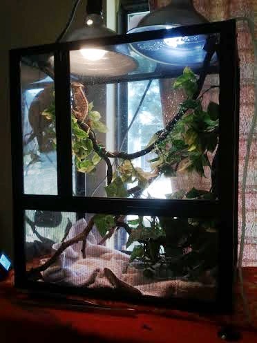 kabukis enclosure.jpg