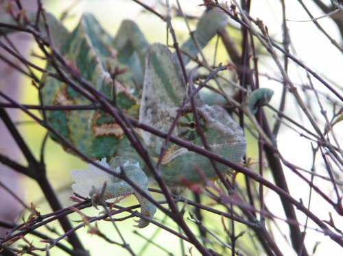 Aladdin in Butterfly Maple.jpg