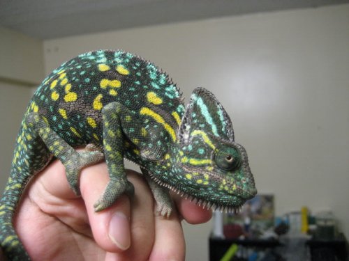 gravid veiled chameleon.jpg