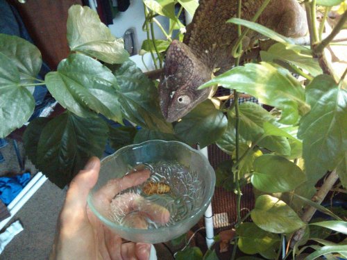 Harry water bowl.jpg