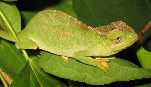 dorsal.jpg