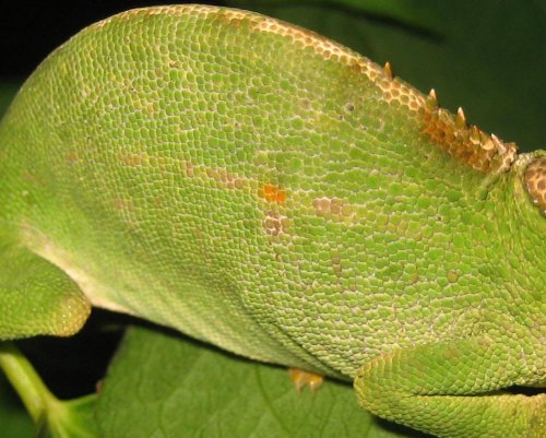 dorsal4.jpg