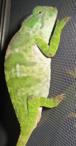 nodorsal.jpg