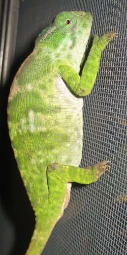 nodorsal2.jpg