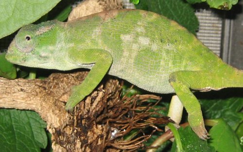 nodorsal3.jpg