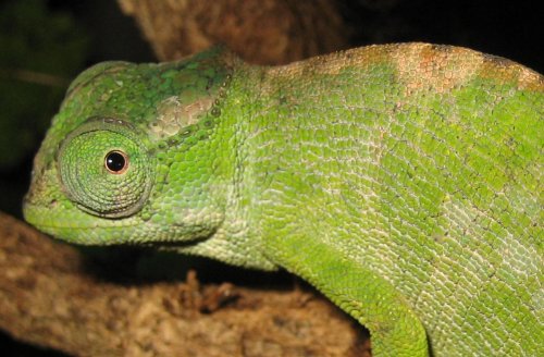 nodorsal4.jpg