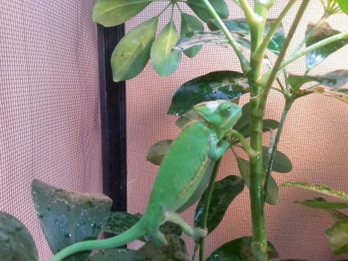 First shed.jpg