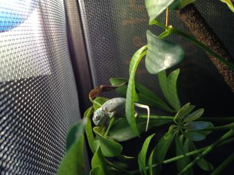 Chameleon 2.jpg Chameleon 2.jpg