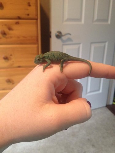 godzilla 10 weeks1.jpg