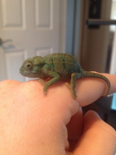 godzilla 10 weeks2.jpg