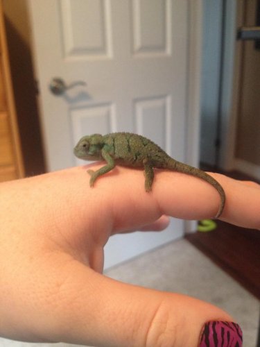godzilla 10 weeks3.jpg