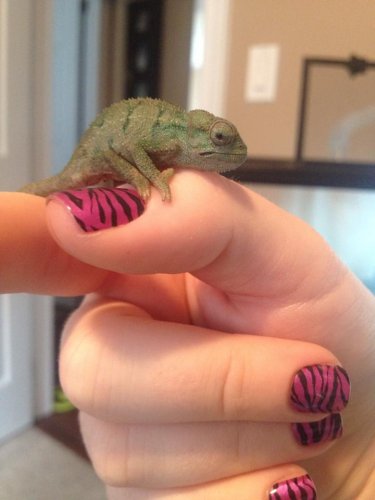 godzilla 10 weeks4.jpg