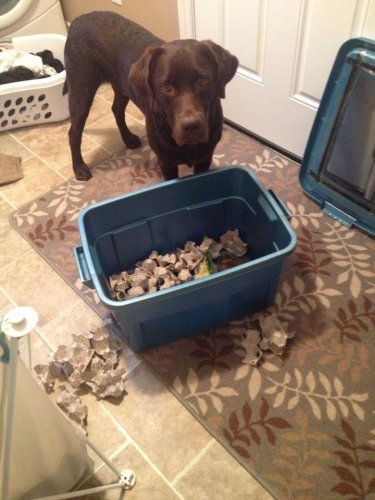 cricket helper1.jpg