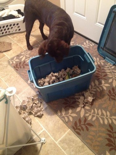 cricket helper2.jpg