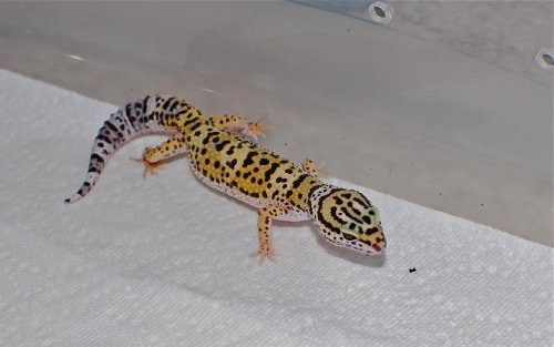 DSC_4846.jpg