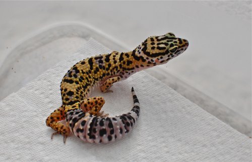 DSC_4856.jpg