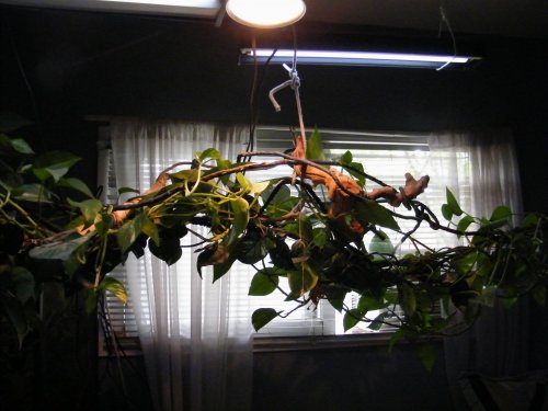 GrimboldAllie 009.jpg