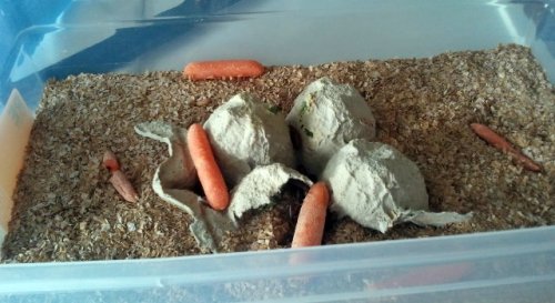 mealworm1.jpg mealworm1.jpg