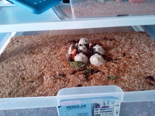 mealworm2.jpg mealworm2.jpg