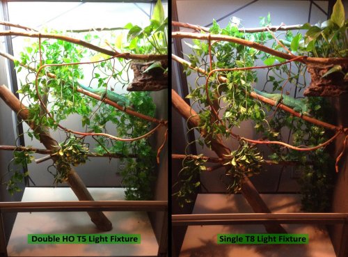 Double-HO-T5-Fixture-VS-Single-T8-Fixture.jpg