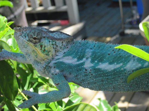 new reptile photos 2 276.jpg